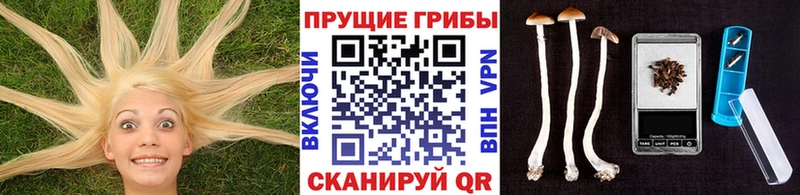 Купить  Бавлы  Псилоцибиновые грибы Psilocybe 